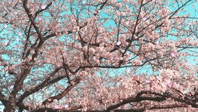 Loop of dancing cherry petals_directly above and below_with live action background_D
