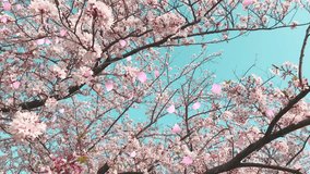 Loop with dancing cherry petals_diagonal_with live action background_E