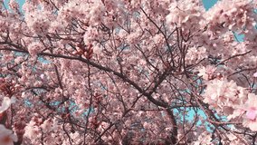 Loop of dancing cherry petals_from back to front_with live action background_C