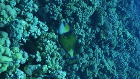 Vertical video, Titan Triggerfish (Balistoides viridescens) swimming fast over coral reef
