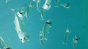 Vertical video, Close up of School of Striped Mackerel or Indian Nackerel (Rastrelliger kanagurta) swimming with open mouths, filtering for plankton on sunny day, Slow motion