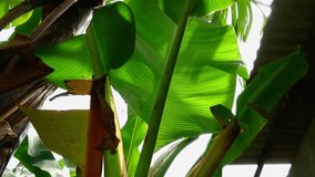 Banana tree with green and lush leaves. Nature background video