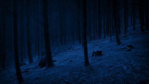 Walking In The Woods At Night POV วิดีโอสต็อก