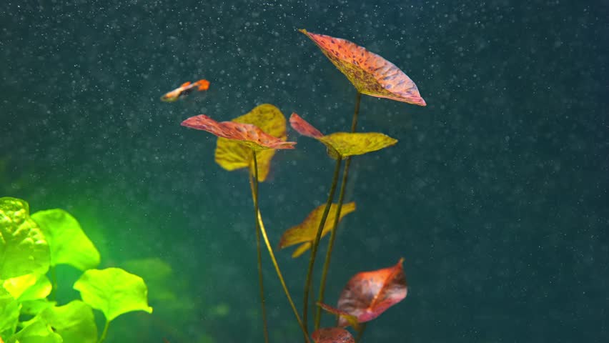 Red tiger lotus or Nymphaea lotus var rubra, aquatic plant water lily. Fish tank slow motion with CO2 bubbles. Macro close up view in the pond or swamp of red leaves lotus, popular aquarium plant. Royalty-Free Stock Footage #1102477959