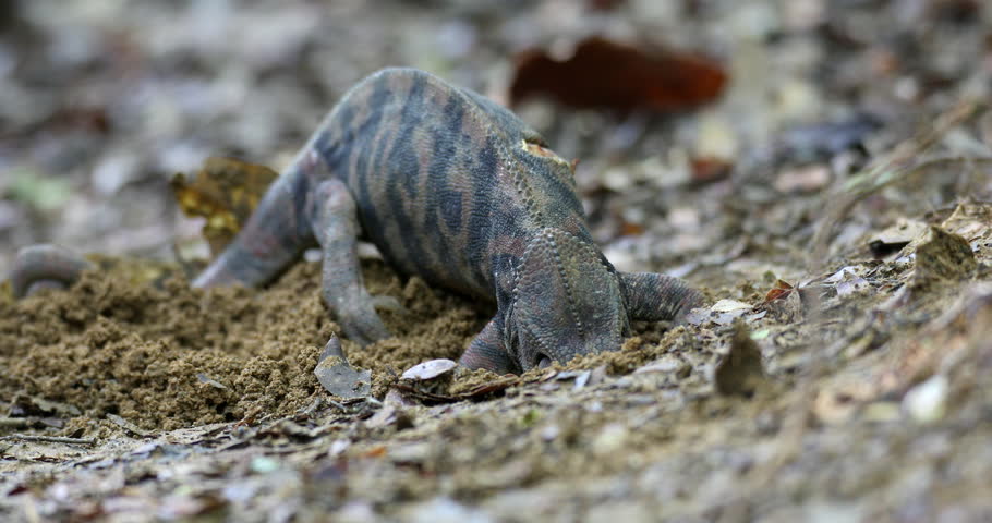 Furcifer nicosiai is a large endemic species of chameleon, a lizard in the family Chamaeleonidae, Female digs a hole in which she will lay her eggs. Tsingy de Bemaraha, Madagascar wildlife animal. Royalty-Free Stock Footage #1102478847