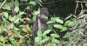 Eastern lesser bamboo lemur, (Hapalemur griseus), Endangered endemic animal on bamboo and feeding in rain forest, Andasibe-Mantadia National Park - Analamazaotra, Madagascar wildlife animal.