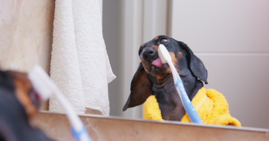 Funny little dog terry yellow bathrobe stands front of mirror brushes his teeth licks toothpaste his tongue bends child bathroom morning routine.dental care oral hygiene prevention pediatric dentistry Royalty-Free Stock Footage #1102492159