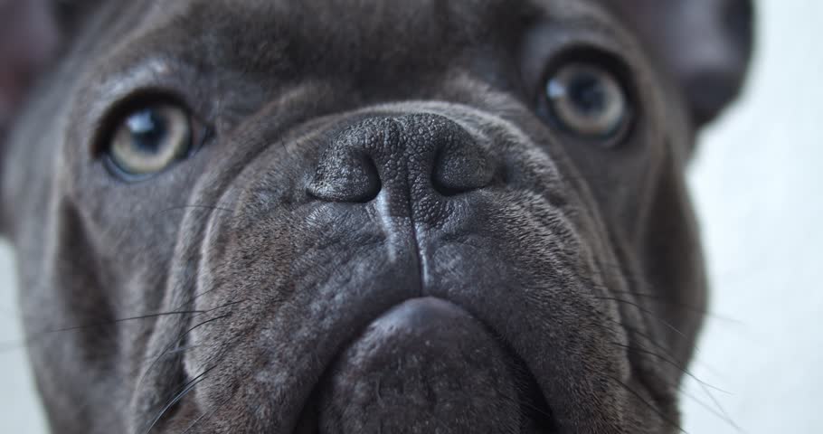 Close up of muzzle of a french bulldog Royalty-Free Stock Footage #1102495283