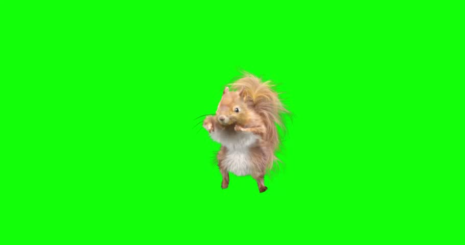 Squirrel Dance on Green background. Animal realistic CGI VFX, Animation Loop. 4K Royalty-Free Stock Footage #1102496181