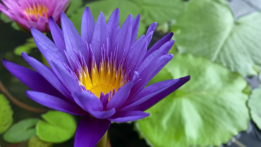 Flower lotus, purple flower lotus, blooming flower, purple lotus  Royalty-Free Stock Footage #1102496385