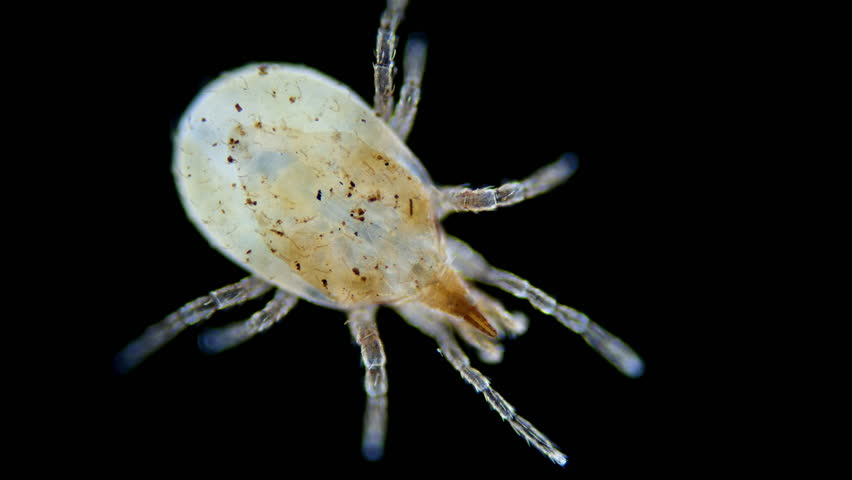 Predatory mite (acari) Hypoaspis miles under a microscope, Laelapidae family, order Mesostigmata. It feeds on small insects, their eggs and carrion. Work of internal organs is visible Royalty-Free Stock Footage #1102496881
