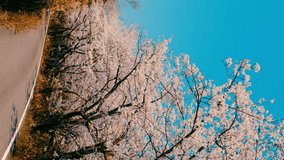 Blowing cherry blossoms or sakura flowers in a Japanese garden in spring, Flora background, Nobody, Vertical video for smartphone footage, Digital signage
