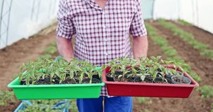 Farmer gardener holding crate of fresh young green plants of pepper and tomato. Growing organic vegetable seedlings