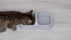 hungry tabby cat kitten eating dry food from bowl with section for solid and water. kitten filmed from different angles eating on floor carpet dragging particles out of bowl.home interior,kitchen 4k