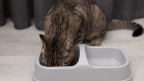hungry tabby cat kitten eating dry food from bowl with section for solid and water. kitten filmed from different angles eating on floor carpet dragging particles out of bowl.home interior,kitchen 4k