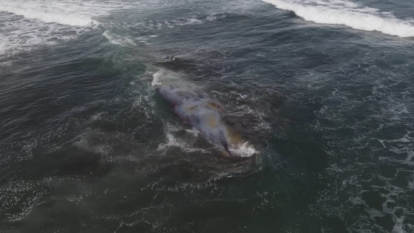 Dead Sperm  Whale near  Bali coastline