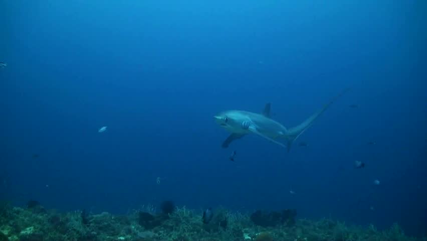 Pelagic Thresher shark (Alopias pelagicus) Swims Very Close  - Philippines Royalty-Free Stock Footage #1102500935