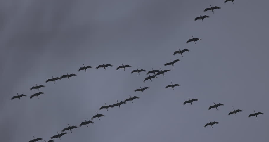 The key of the cranes on the background of the sky, 4K slomo