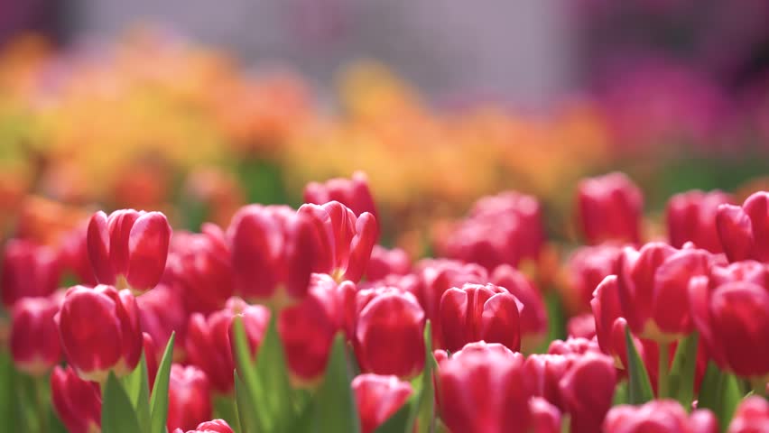 Tulip flowers background.  Defocused flower background. Red flowers on yellow flowers background. Easter, spring, valentine's day, holidays concept. 