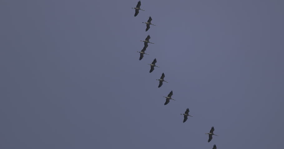 The cranes are flying in formation, 4K slomo