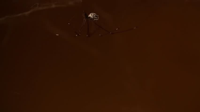 a daddy long legs spider holding its eggs in its jaw while hanging down from a cobweb