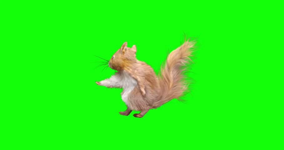 Squirrel Dance on Green background. Animal realistic CGI VFX, Animation Loop. 4K Royalty-Free Stock Footage #1102514235