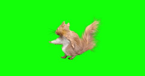 Squirrel Dance on Green background. Animal realistic CGI VFX, Animation Loop. 4K - Βίντεο στοκ