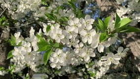 Blooming  cherry branch in spring blooms with white flowers in the bright sun. For video presentation, advertising.