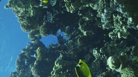 Vertical video, Canyon to in part of coral reef, Slow motion. Camera slowly moving forwards approaching coral reef with tropical fish swims around in sunbeams.