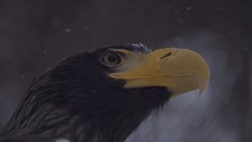 Close super slow motion video portrait of big American eagle, falcon or bald eagle in winter snowfall. 4k High quality slow motion raw footage