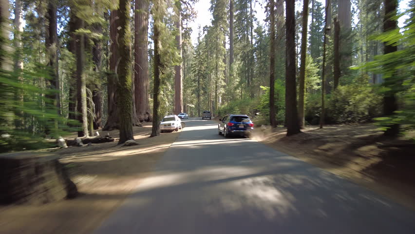 Sequoia National Park Crescent Meadow Road 01 Multi Camera Rear View Tunnel Log Driving Plate Sierra Nevada Mts California USA