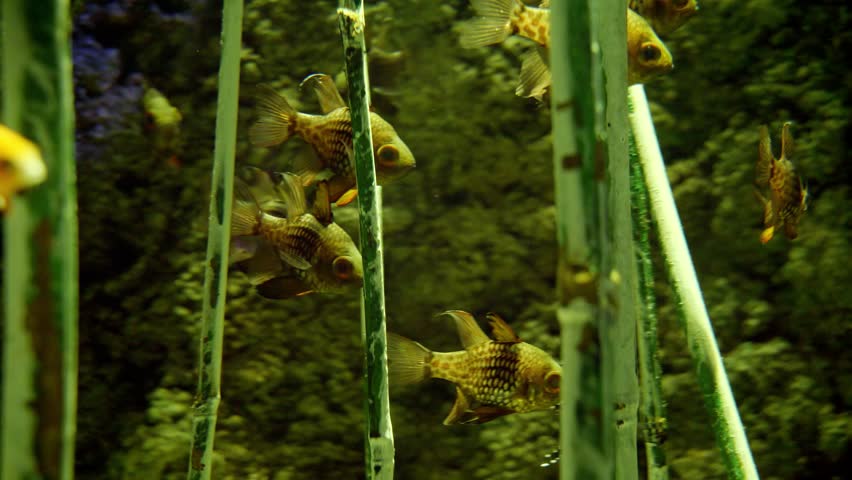 Closeup of fishes living between bamboo stems growing from lake or river. Abstract natural background or backdrop, aquarium life, diving underwater. | Shutterstock HD Video #1102531099