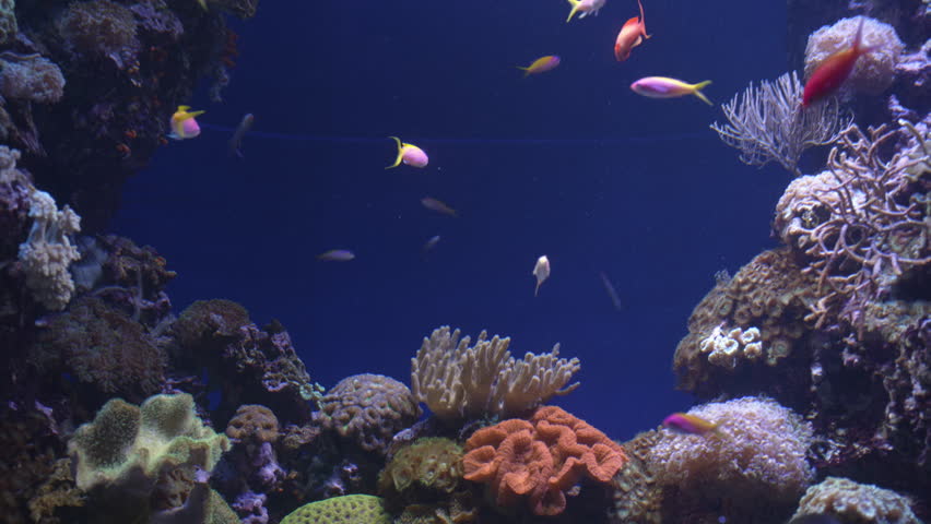 Tropical fish swim in coral aquarium like an early 2000s screen saver. Royalty-Free Stock Footage #1102535933