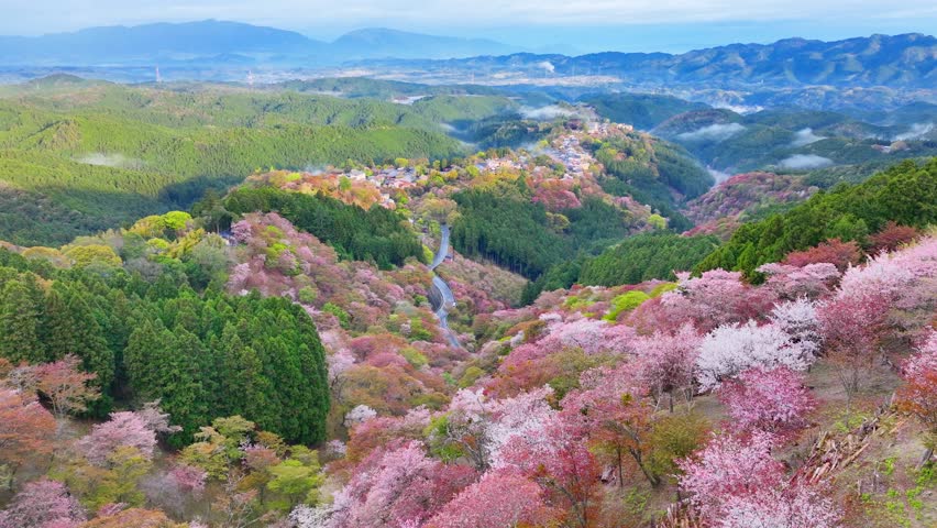 amazing aerial view of blooming sakura trees in Yoshino mountain valley in the morning, Japanese cherry blossom in the mountains, tourism in Japan. High quality 4k footage