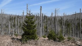 Dead spruce and regrowing trees in the Harz National Park, Germany