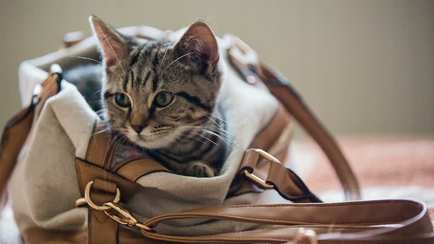 kitten in a bag