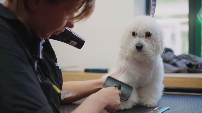 professional groomer is brushing and drying hair of cute poodle in grooming center, hairstyle for dogs Royalty-Free Stock Footage #1102549463