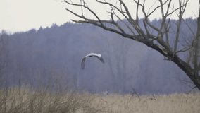 Gray heron flies towards the trees, 4K slomo