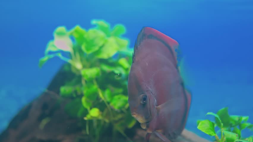 View of Red Cover Discus fish swimming in aquarium. Sweden. | Shutterstock HD Video #1102555069