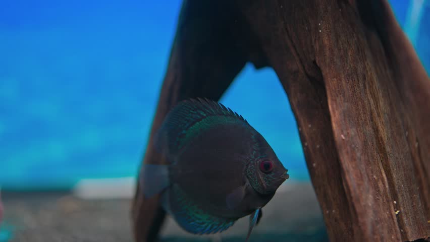Close up view of blue snakeskin discus fish cichlid swimming in aquarium. Sweden. | Shutterstock HD Video #1102555229