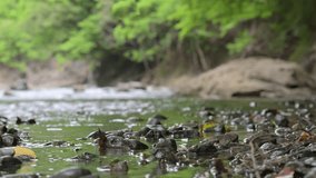 Japanese river, easy to use as a background for camping videos, etc., with sound, along a very beautiful mountain stream.