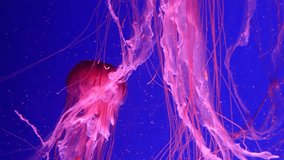 abstract jellyfish swims in slow motion. Wildlife relax video. Underwater life 4K footage.