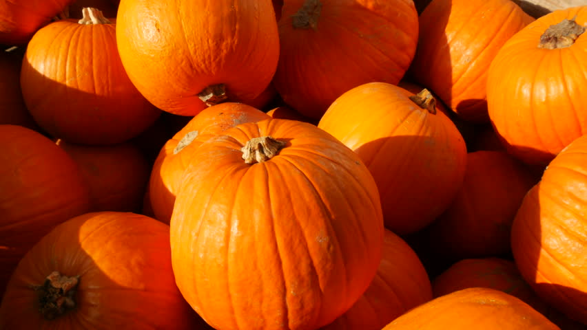 Pumpkin harvest. A huge number of various pumpkins on the field in the autumn rays of the setting sun. Orange Pumpkins of various shapes and sizes. Halloween preparation Royalty-Free Stock Footage #1102559599