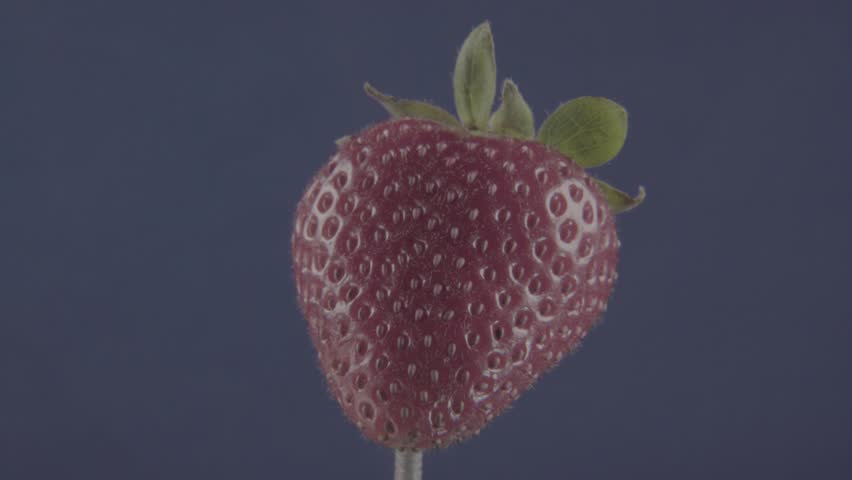 Strawberry rotating with loop on blue screen for chroma key Royalty-Free Stock Footage #1102560947