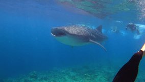 Unique video with a whale shark. Encounter with a huge fish in the ocean. Snorkeling with a shark.