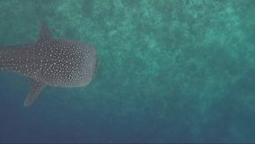 Unique video with a whale shark. Encounter with a huge fish in the ocean. Snorkeling with a shark.