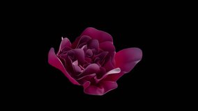Flower Textile Art Alpha 4k Slow-mo . Beautiful slow motion video of a flower blooming from a delicate pink fabric. Folds of fabric in the form of a rose flower in alpha channel.