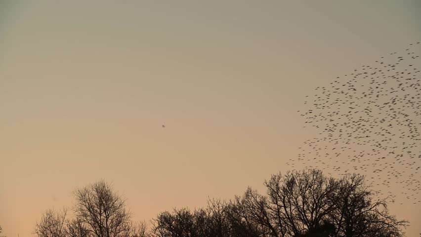 Starling birds murmuration in the sky over trees at the end of the day. Huge groups of starlings in the sky that move in shape-shifting clouds before landing in the trees for the night. Royalty-Free Stock Footage #1102567225