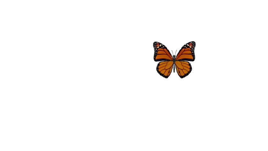 A high-quality animation video of a realistic Monarch butterfly freely flying and landing somewhere on a white background.Included matte video for alpha.