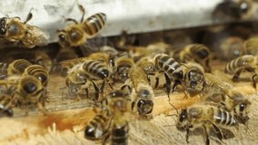 Bees fly into the hive in the apiary.
Slow motion video. a swarm of bees flies into lifestyle a hive collect the pollen bear honey.